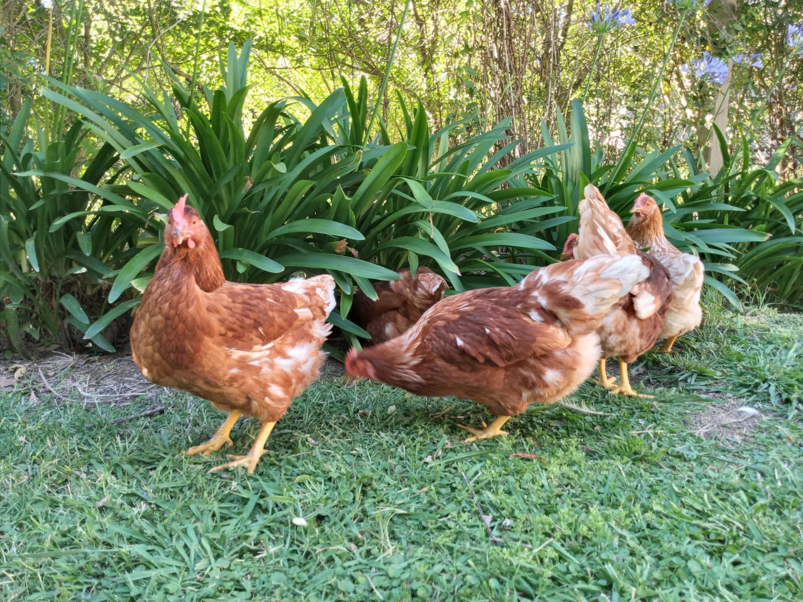 Gallinas libres en entorno natural
